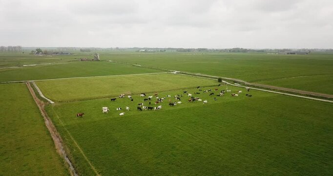 Field with green grass on which a herd of cows graze. Netherlands, spring, cloudy day. Drone shot above the field.