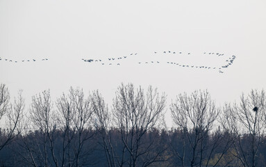 Large flocks of migratory birds fly over the winter forest.