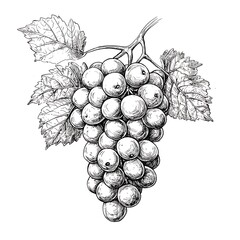 Hand-drawn illustration of a bunch of grapes with leaves, perfect for wine labels, culinary designs, or vintage illustrations.