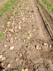 potato field