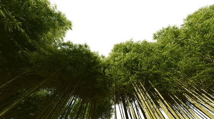 Bamboo forest on transparent background PNG. 3D rendering