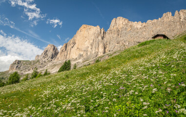 An alpine meadow with different wild flowers in the foreground, a small wooden cabin in the meadow, and impressive rock formation in the background. Rosengarten mountain massif during summer, Italian 