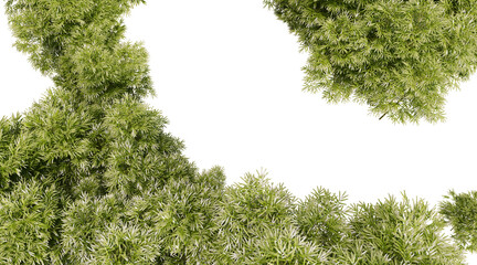 Bamboo forest on transparent background PNG. 3D rendering
