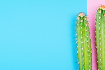 Naklejka premium Bright Cactus on Vibrant Blue and Pink Background for Modern Home Decor