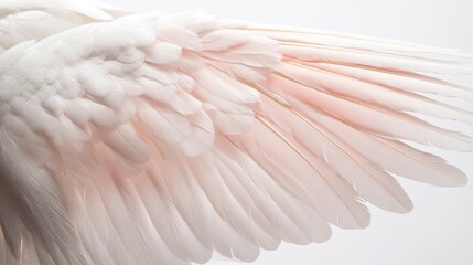 Obraz premium white feather