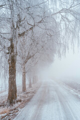 A foggy day in December 2024 from the cultural landscape around Balke, Toten, Norway.