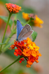 Common blue butterfly, polyommatus icarus, feeding from orange lantana flowers. Milna, Brac Island, Croatia