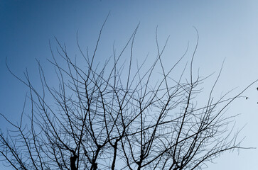 tree in the sky