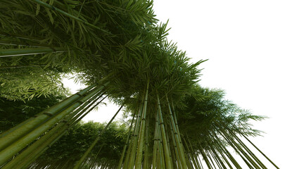 Bamboo forest on transparent background PNG. 3D rendering