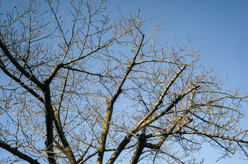 tree branches against blue sky