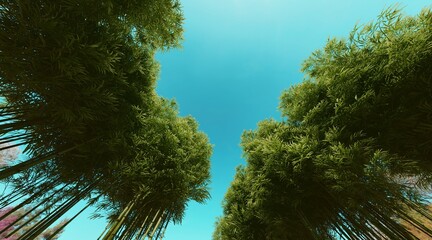 Bamboo forest wallpaper on clear blue sky. 3D rendering