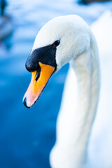 Obraz premium Graceful White Swan Swimming in a Serene Lake