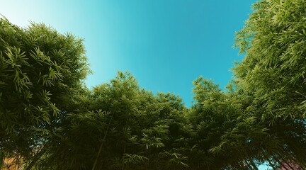 Bamboo forest wallpaper on clear blue sky. 3D rendering