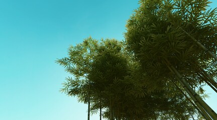 Bamboo forest wallpaper on clear blue sky. 3D rendering