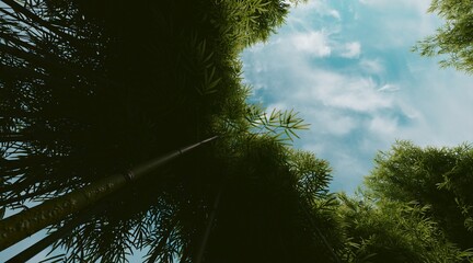 Bamboo forest wallpaper on clear blue sky. 3D rendering