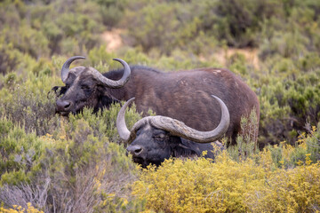 Close up of a pair of wild Cape Buffalo grazing in the bush in Aquila Game Reserve, near Cape Town, South Africa,