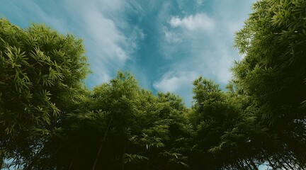Bamboo forest wallpaper on clear blue sky. 3D rendering