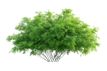 The elegant structure and delicate leaves of a Leucaena plant are beautifully displayed in a detailed image against a clean white backdrop