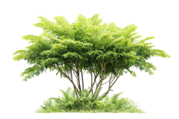 A detailed botanical study of a Leucaena plant is presented against a pure white background, emphasizing its graceful form and intricate leaf structure.