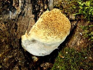 Oak Bracket (Inonotus dryadeus) aka Warted Oak Polypore, Weeping Polypore or Weeping Conk
