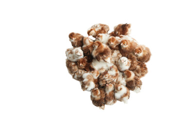 Obraz premium A close-up view of a group of fluffy brown and white baby chicks gathered together against a clean white background creates a heartwarming and endearing image.