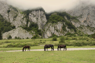 Plateau du Sanchèse. Lescun Cirque. France. A heavenly place, with magnificent views of the Pyrenean mountains, surrounded by streams, waterfalls and animals in freedom.