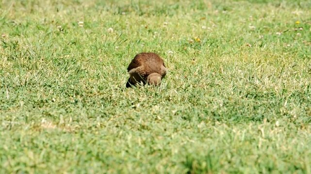 Chimango on grass looking for food, also called Tiuque, native to South America