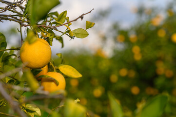 Luscious lemons hang from vibrant branches in a sun-kissed orchard surrounded by nature's beauty