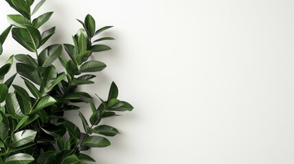 Fototapeta premium Lush green leaves against a white background. Zamioculcas Zamiifolia Plant.
