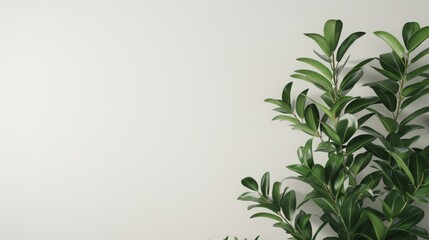 Fototapeta premium Green Plant Branches Against a White Wall. Zamioculcas Zamiifolia Plant.