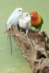 A lovebird (Agapornis fischeri) is fighting for food with two parakeets (Melopsittacus undulatus) on a dry tree trunk. Both types of parrots feed mainly on seeds.