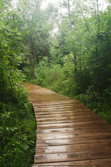 Wet wooden footbridge passing through a lush green forest.