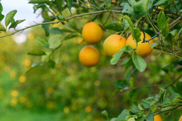 Oranges hanging from branches in a vibrant orchard during golden hour sunshine