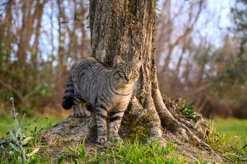 brindle cat standing near an olive tree.