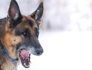 German Shepard with a wide open mouth.