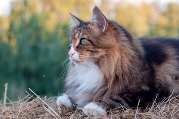 Profile close-up of Norwegian Forest Cat on a meadow. attentive and cunning look