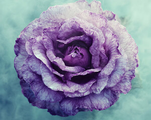 Obraz premium Exquisite close-up of a vibrant purple Lisianthus flower, showcasing intricate details and delicate petals against a soft teal backdrop.