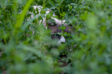 cat hidden among the vegetation that is observing something. careful cat. cat with blue eyes