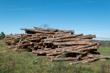 Pilha de toras de madeira para a industria da madeira num campo aberto sob um céu azul