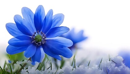 Obraz premium Springtime theme, greeting card. Blue flower, copy space white background, masterpiece, high