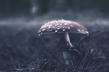 mushroom in the forest