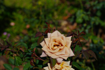  yellow rose  flower blossom in the garden