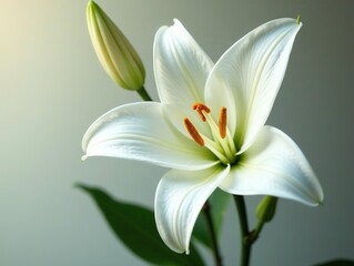 Fototapeta premium Delicate White Lily in Soft Focus - Dreamy Floral Still Life