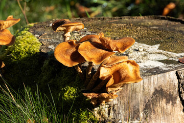 Herbst im Wald - Pilze in der Abensonne