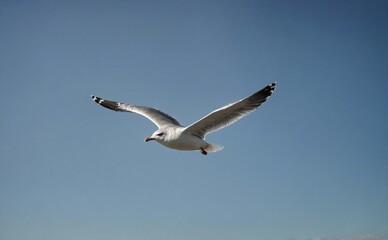 Obraz premium seagull in flight 