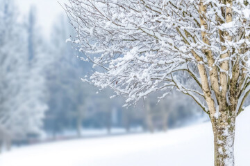 Snow-covered tree branches with a blurred winter forest background