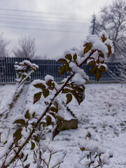 A snow covered bush in the middle of a snow covered yard