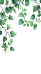 Obraz premium Watercolor painting of green leaves branches hanging on transparent background, perfect for nature-themed designs