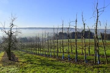 Naklejka premium Winter frosty sunny day in the orchard. frosty haze. fruit garden in Germany
