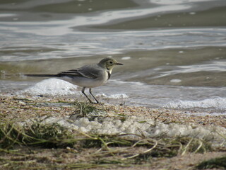 seagull on the beach